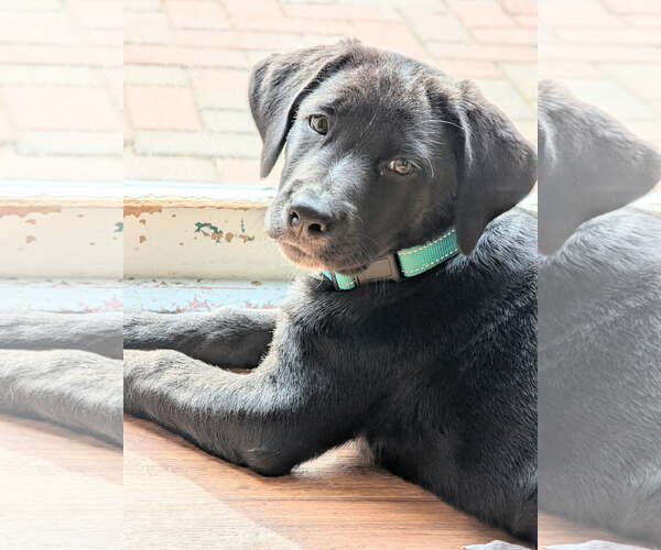 Medium Photo #2 Labrador Retriever-Unknown Mix Puppy For Sale in SHERBURNE, NY, USA