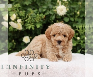 Medium Poodle (Toy)