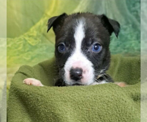 Medium Photo #3 Mutt Puppy For Sale in Lakewood, CO, USA