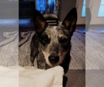Small #3 Mutt