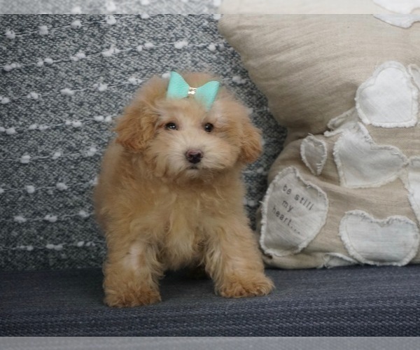 Medium Photo #2 Poodle (Toy)-Yorkshire Terrier Mix Puppy For Sale in WARSAW, IN, USA