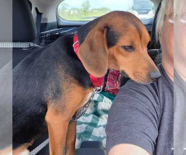 Medium Photo #10 Beagle-Unknown Mix Puppy For Sale in Dunnellon, FL, USA