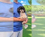 Small Photo #4 Shih Tzu Puppy For Sale in Weston, FL, USA