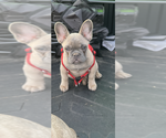 Small Photo #1 French Bulldog Puppy For Sale in MCDONOUGH, GA, USA