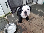Small Photo #1 English Bulldog Puppy For Sale in BELVEDERE, GA, USA