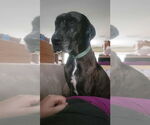 Small #9 Great Dane Mix