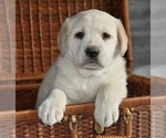 Small #1 Labrador Retriever