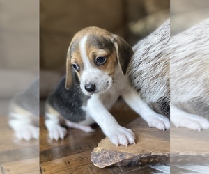 Beagle Puppy for sale in FORDLAND, MO, USA