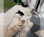 Small #6 Labrador Retriever Mix