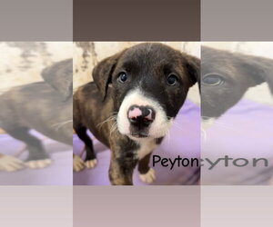 American Pit Bull Terrier-Unknown Mix Dogs for adoption in Wetumpka, AL, USA