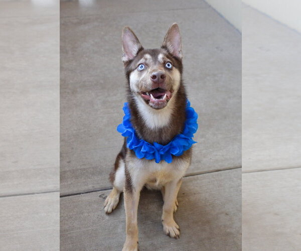 Medium Photo #1 Siberian Husky-Unknown Mix Puppy For Sale in McKinney, TX, USA