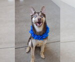 Small Siberian Husky Mix