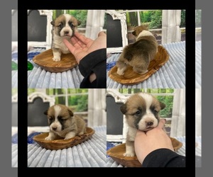 Pembroke Welsh Corgi Puppy for Sale in CUTLER, Wisconsin USA