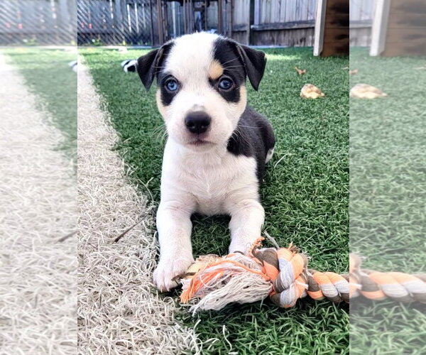 Medium Photo #3 Mutt Puppy For Sale in Des Moines, IA, USA