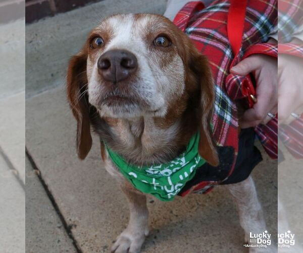 Medium Photo #4 Beagle-Unknown Mix Puppy For Sale in Washington, DC, USA