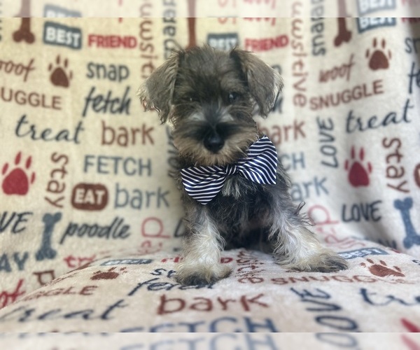 Medium Photo #2 Schnauzer (Miniature) Puppy For Sale in LAKELAND, FL, USA