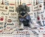 Small #1 Schnauzer (Miniature)