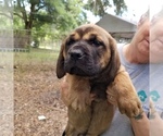 Small Photo #6 Mastador-Mastiff Mix Puppy For Sale in BROOKSVILLE, FL, USA