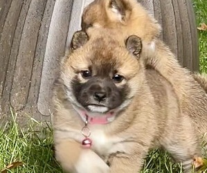 Shiba Inu Puppy for sale in REDMOND, WA, USA