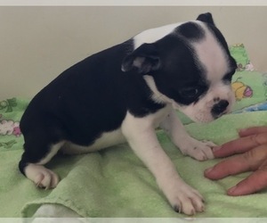 Boston Terrier Puppy for sale in BEND, OR, USA