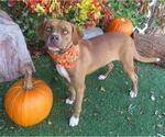 Small Mutt