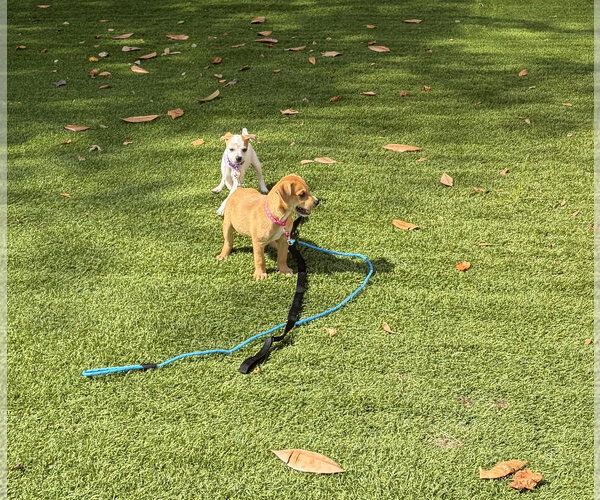 Medium Photo #2 Mutt Puppy For Sale in Kannapolis, NC, USA