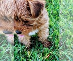 Small Photo #3 Yorkshire Terrier Puppy For Sale in SAINT CLOUD, FL, USA