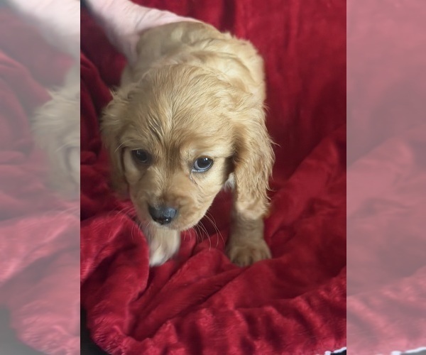 Medium Photo #3 Aussalier Puppy For Sale in MAPLETON, OR, USA