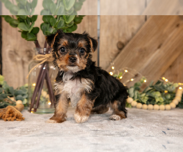 Medium Photo #14 Yorkshire Terrier Puppy For Sale in GREENWICH, OH, USA