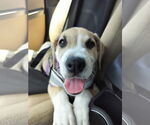 Small #5 Labrador Retriever Mix