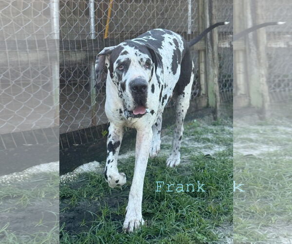Medium Photo #2 Great Dane Puppy For Sale in Palm Beach, FL, USA