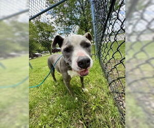 American Pit Bull Terrier Dogs for adoption in Glen Allen, VA, USA