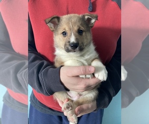 Shel-Aussie-Shiba Inu Mix Puppy for sale in ANDERSON, IN, USA