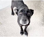 Small #2 Mutt