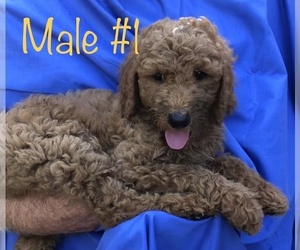 Poodle (Standard) Puppy for sale in CLINTON, MO, USA