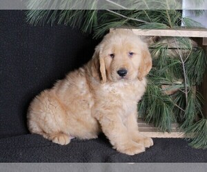 Golden Retriever Puppy for sale in FREDERICKSBURG, OH, USA