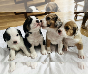 Beagle-Miniature Australian Shepherd Mix Puppy for sale in LYND, MN, USA