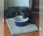 Small Great Pyrenees Mix