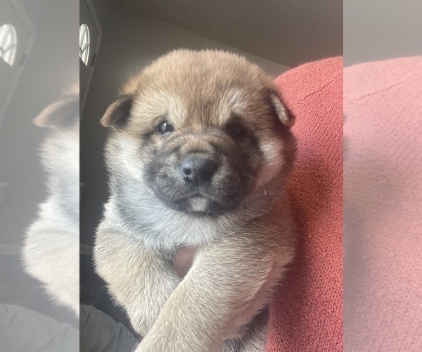 Medium Photo #3 Shiba Inu Puppy For Sale in DENVER, CO, USA