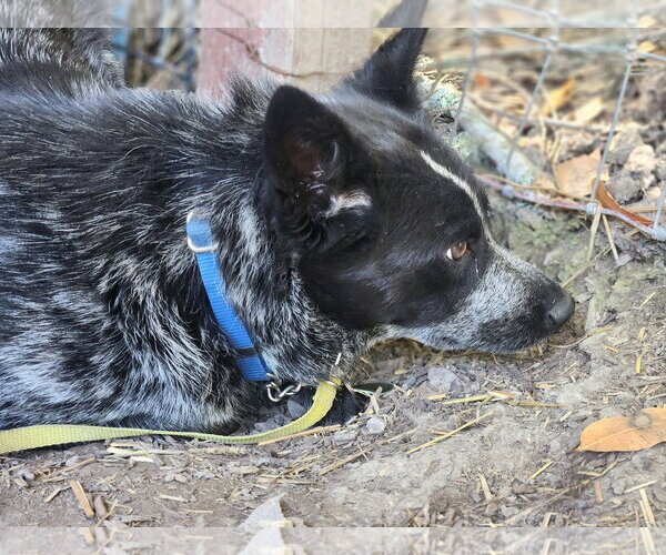 Medium Photo #2 Mutt Puppy For Sale in Paso Robles, CA, USA