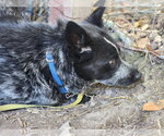 Small #1 Mutt