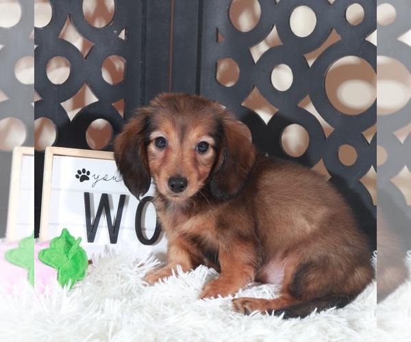 Medium Photo #3 Dachshund Puppy For Sale in MOUNT VERNON, OH, USA