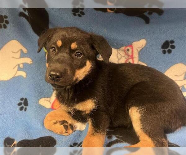 Medium Photo #1 German Shepherd Dog Puppy For Sale in HESPERIA, CA, USA