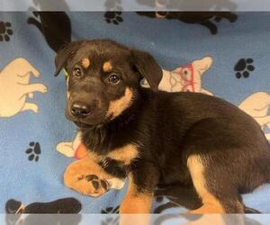 German Shepherd Dog Dogs for adoption in HESPERIA, CA, USA