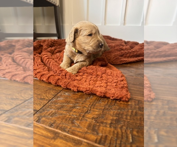Medium Photo #9 Goldendoodle Puppy For Sale in DELAND, FL, USA