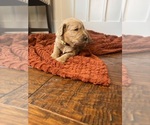 Small #8 Goldendoodle