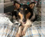 Small Collie
