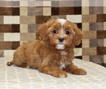 Indy - Female Cavapoo (Miniature) Puppy for Sale - Photo #2
