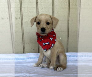 Chihuahua-Unknown Mix Dogs for adoption in Euless, TX, USA