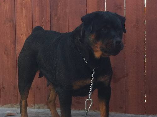 Medium Photo #1 Rottweiler Puppy For Sale in SACRAMENTO, CA, USA